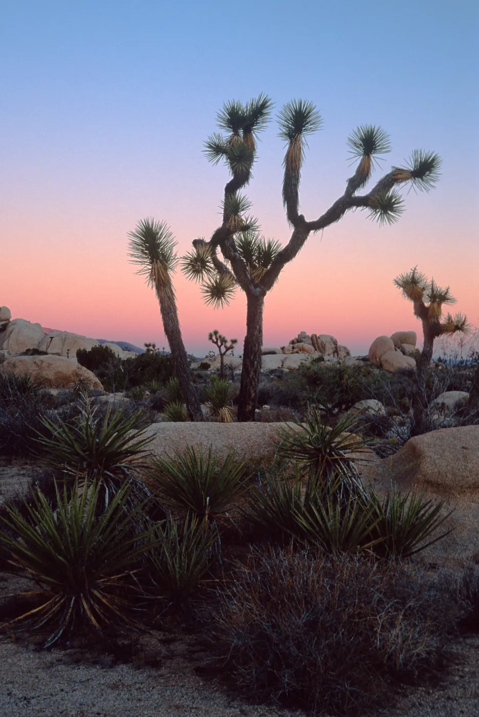 Sunset, near Belle Campground, Joshua Tree National Park