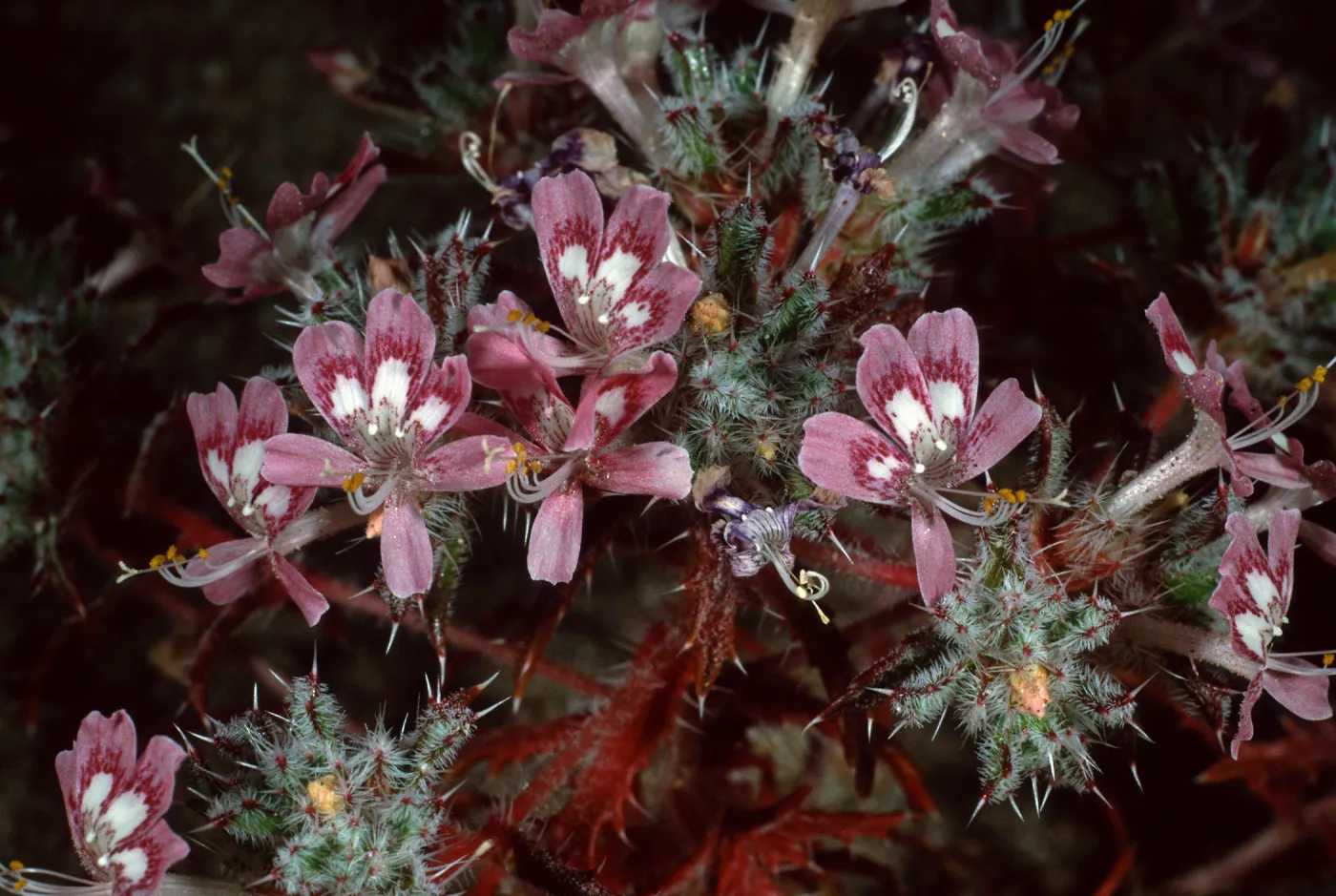 Loeseliastrum matthewsii, Red Rock Canyon Park, Santa Monica Mountains