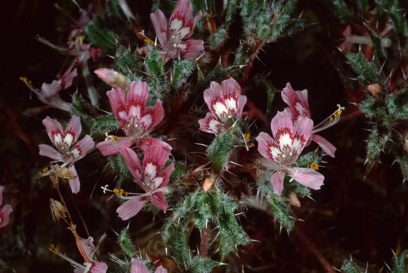 Loeseliastrum matthewsii, Red Rock Canyon Park, Santa Monica Mountains