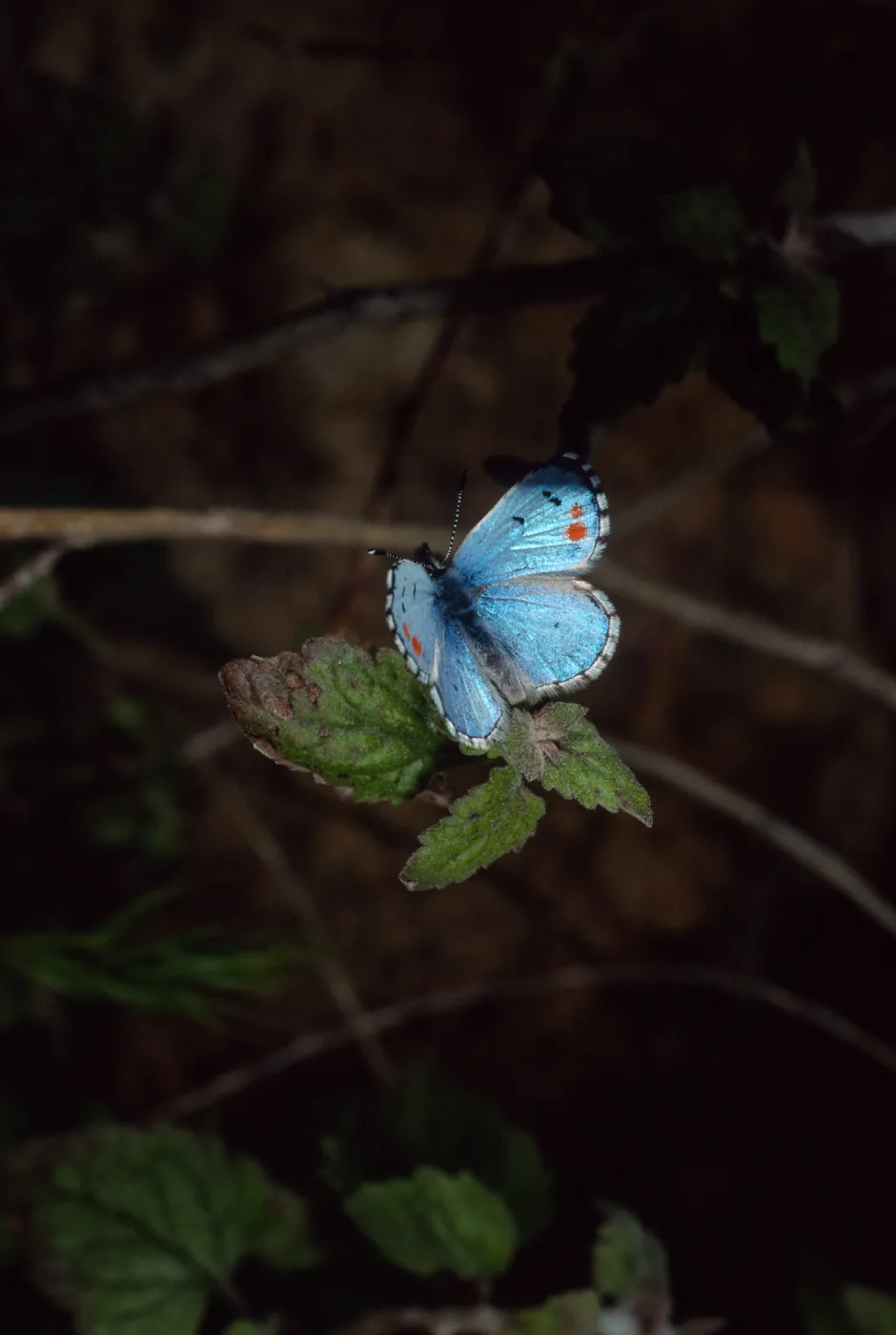 butterfly, Tunnel Trail, Santa Barbara County