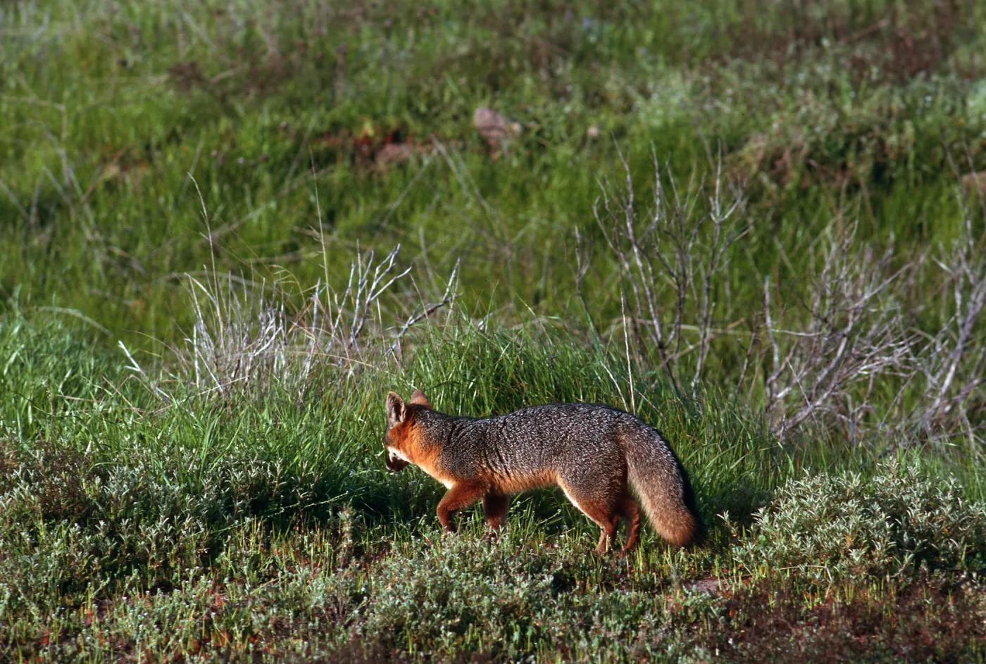 Island Fox, East of Christy Ranch, Santa Cruz Island