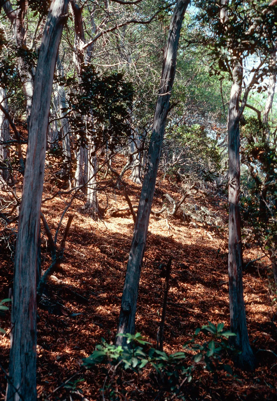 Lyonothamnus grove, North of Ridge Road, 0.5 mile East of Willows Road, Santa Cruz Island