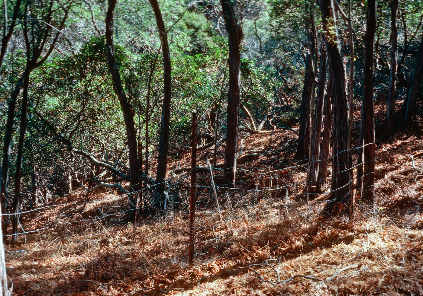 Ironwood enclosure, Lieshman, North of Ridge Road, Santa Cruz Island