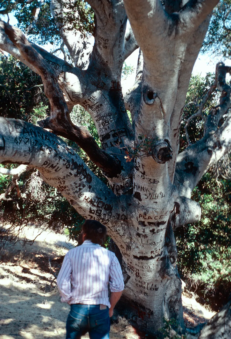 Autograph Tree, Pelican Bay, Santa Cruz Island