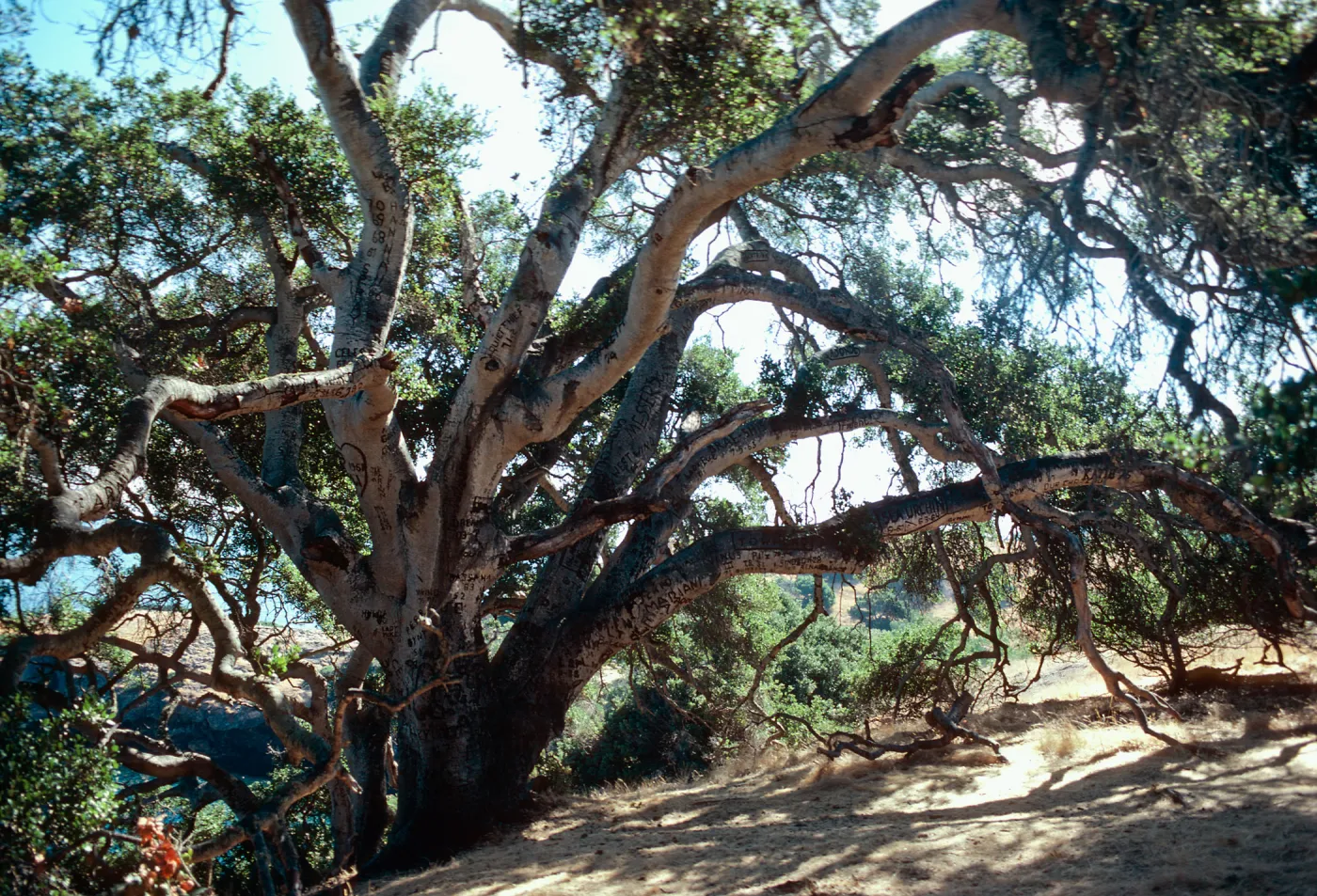 Autograph Tree, Pelican Bay, Santa Cruz Island