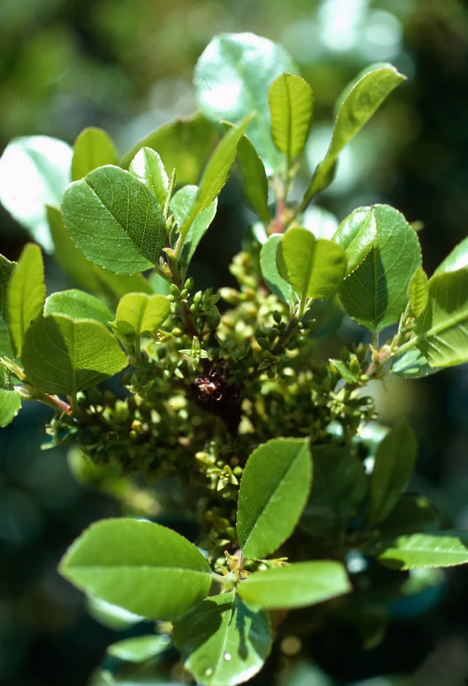 Rhamnus pirifolia, lower Willows Canyon, Santa Cruz Island