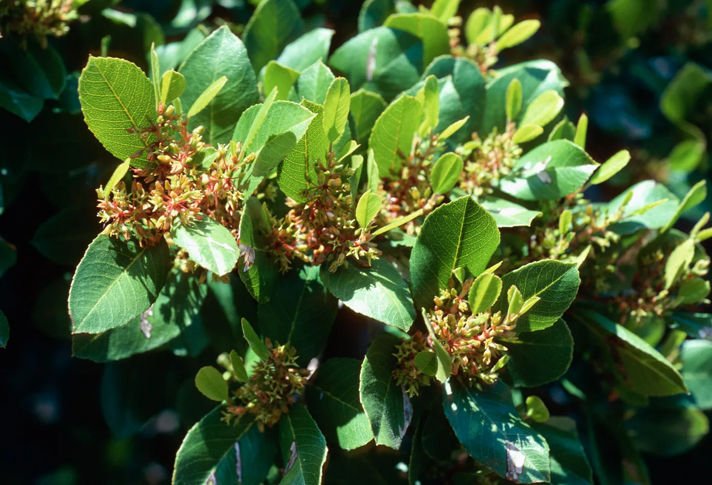 Rhamnus pirifolia, lower Willows Canyon, Santa Cruz Island