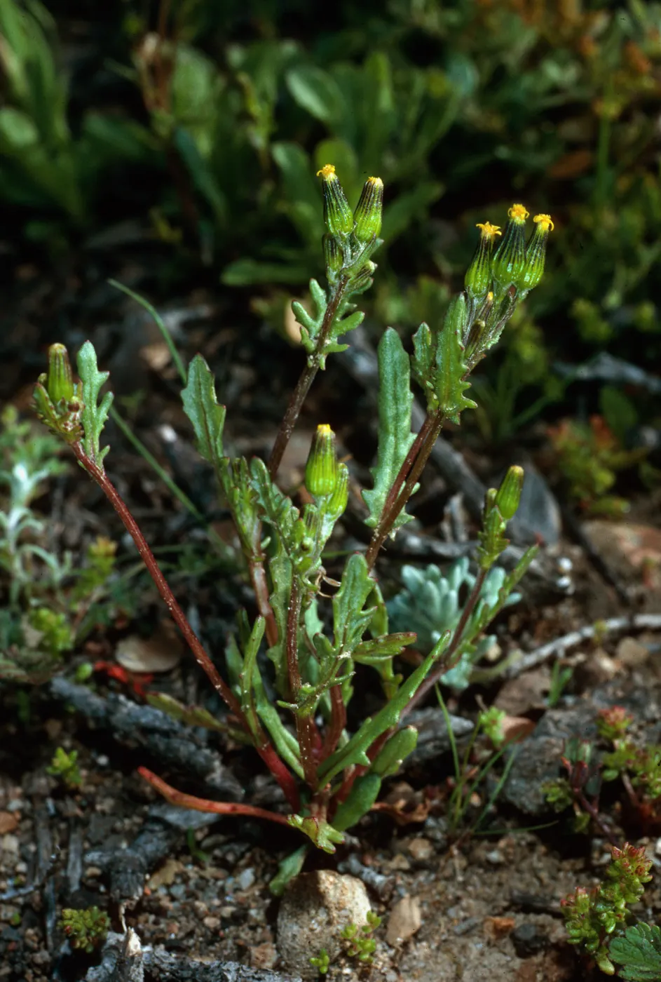 Senecio aphanactis, SC-2133, North of Sauces Canyon, Santa Cruz Island