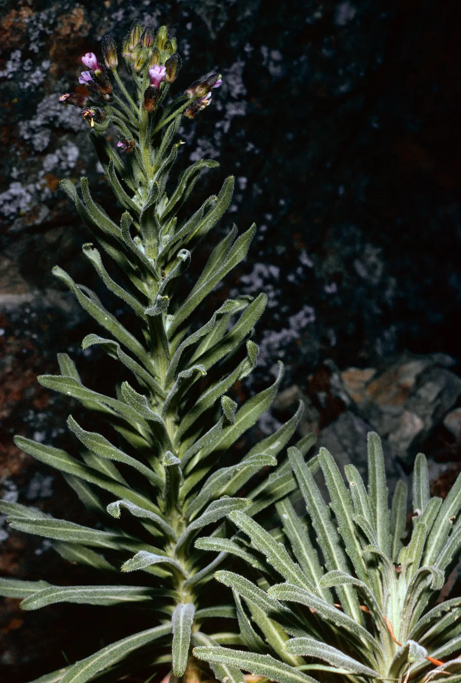 Arabis, North of Buena Vista, Santa Cruz Island