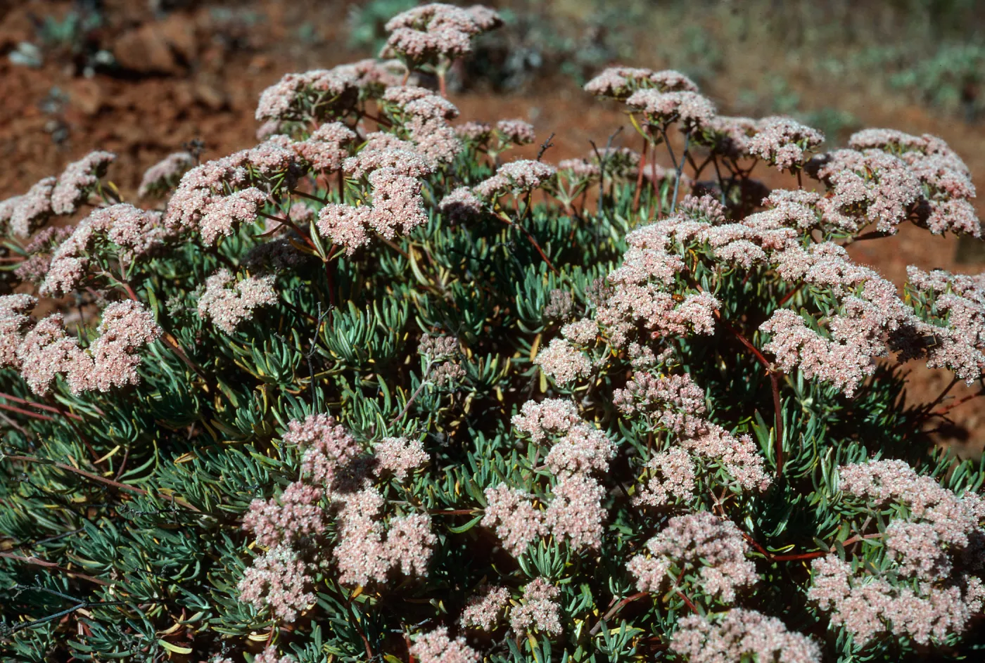 Eriogonum arborescens, Islay Canyon Road, Santa Cruz Island