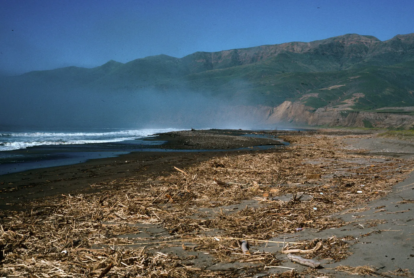 fennel washed up on Christy Beach after storms, Santa Cruz Island