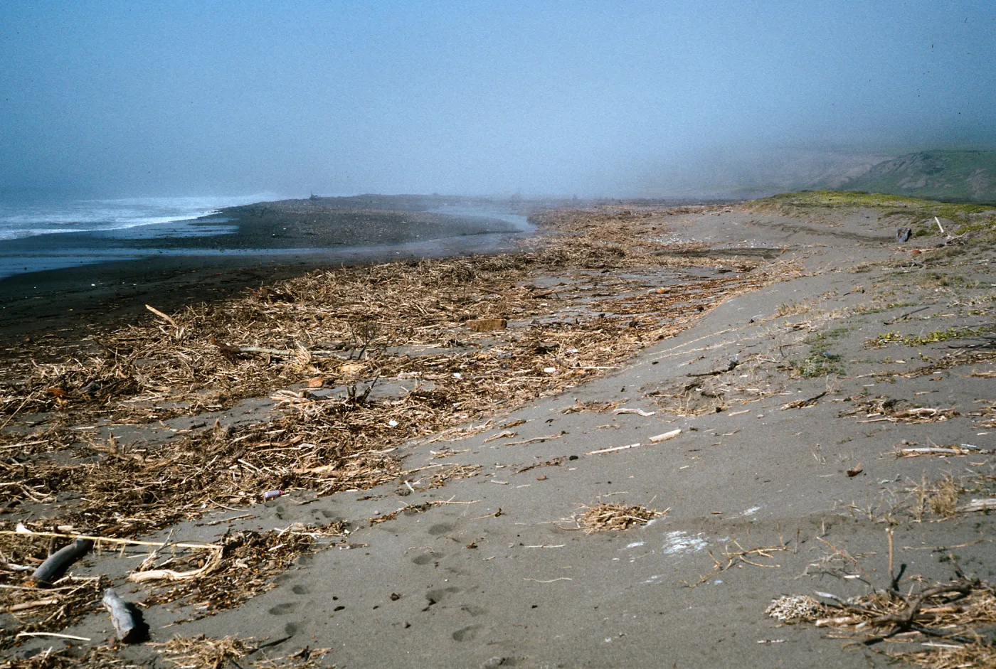 fennel washed up on Christy Beach after storms, Santa Cruz Island