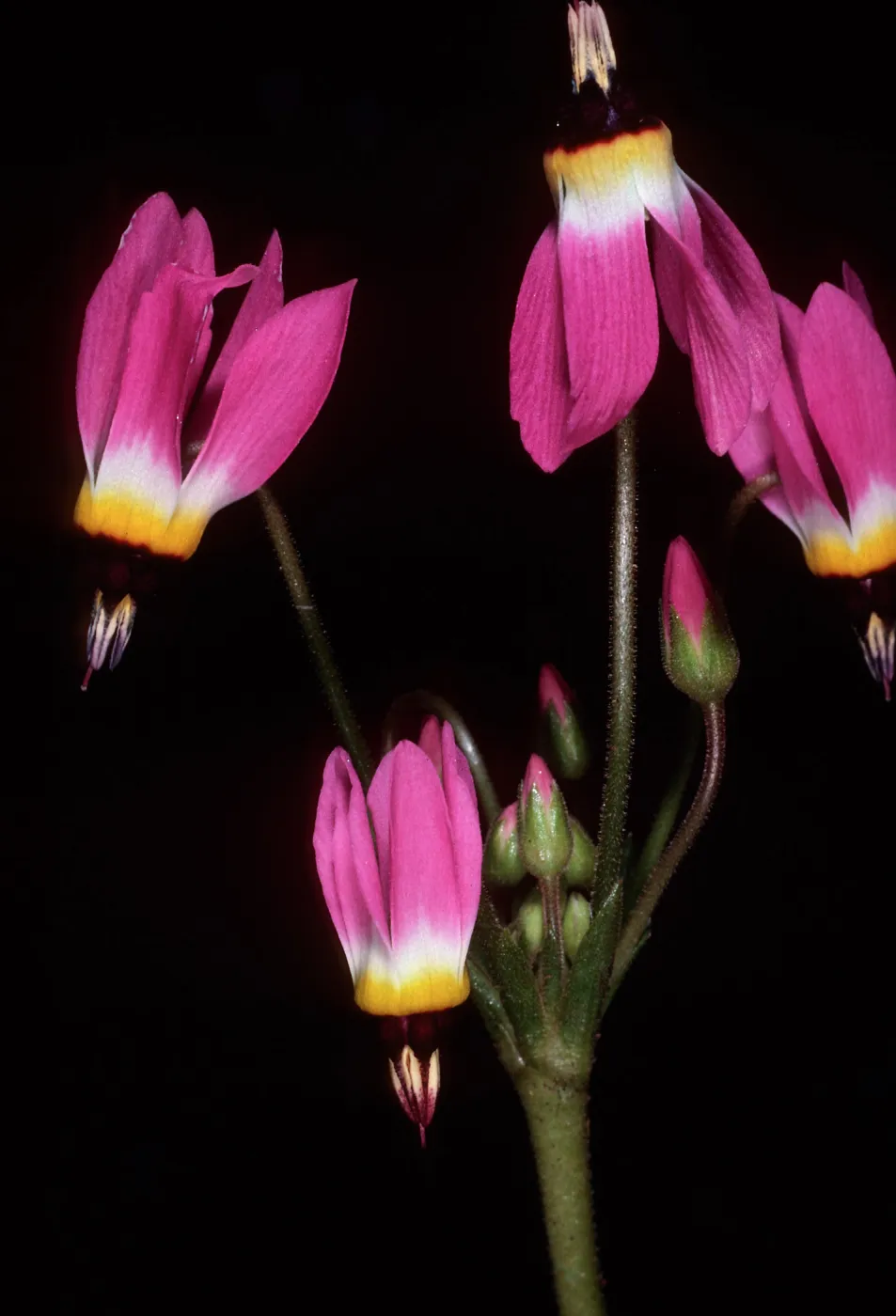 Dodecatheon, just West of field station, Central Valley, Santa Cruz Island