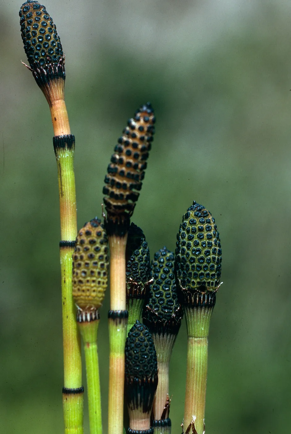 Equisetum laevigatum, SC-3189, Santa Cruz Island