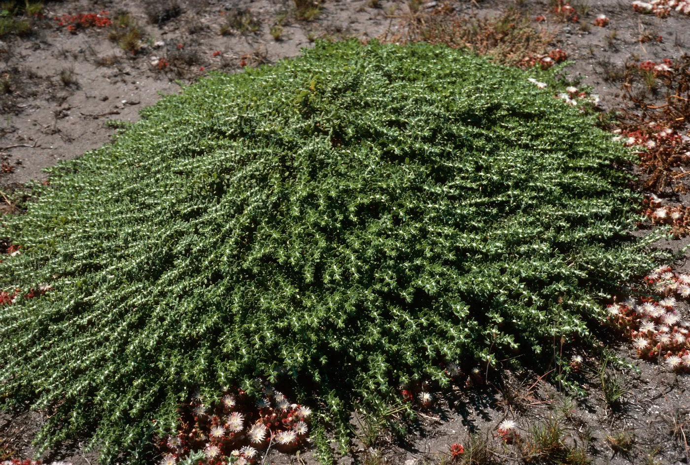 Haplopappus venetus sedoides, Forneys Cove, Santa Cruz Island