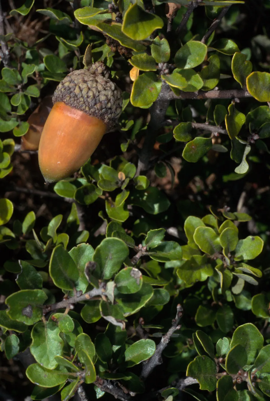 Quercus pacifica, Santa Cruz Island