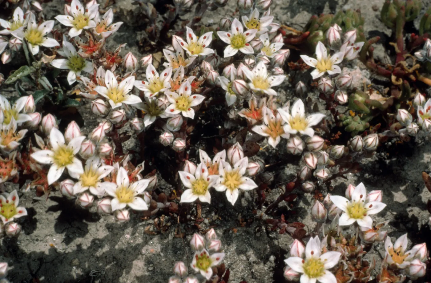 Dudleya nesiotica, Fraser Point, Duplicate, Santa Cruz Island