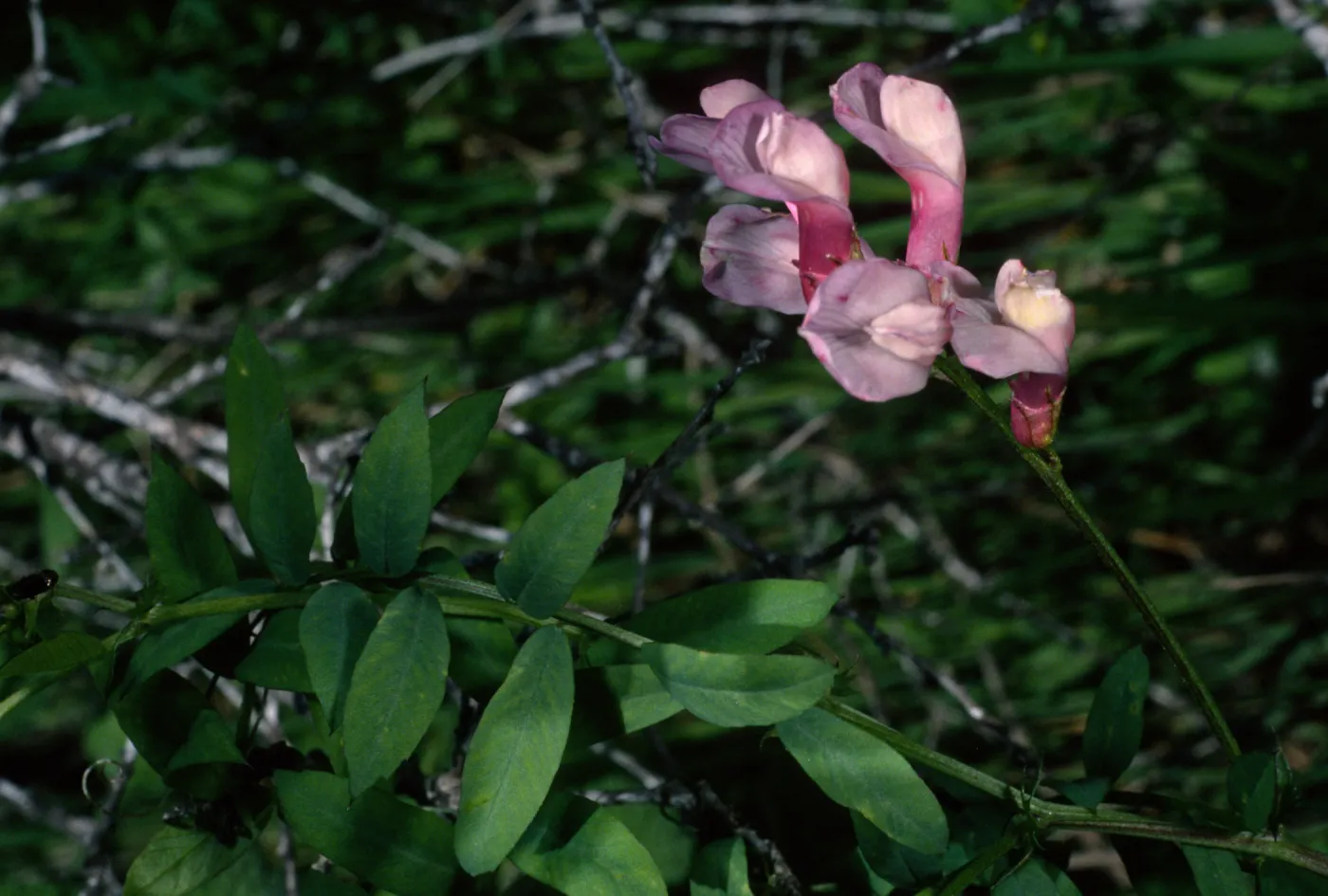 Vicia americana, near main ranch airstrip, Santa Cruz Island