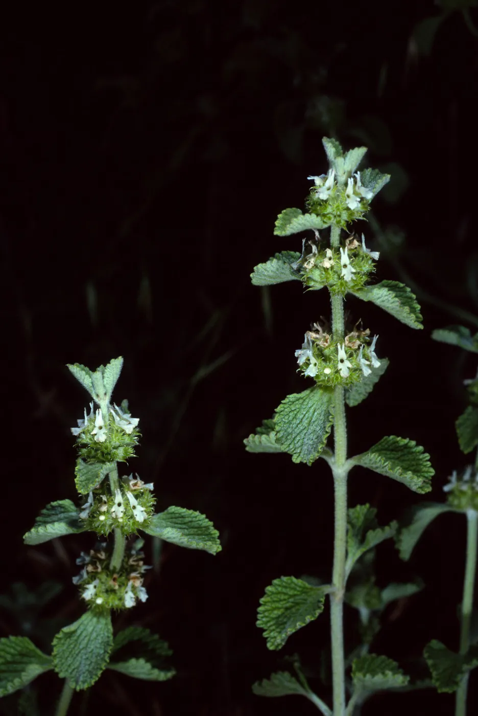 Marrubium vulgare, Santa Cruz Island