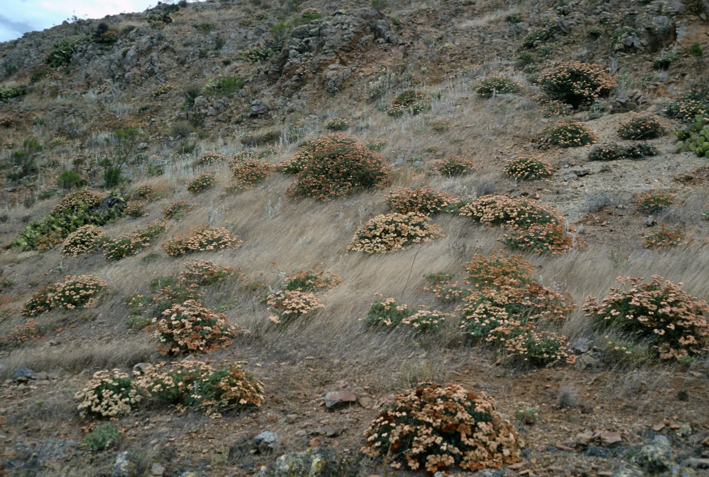 Eriogonum arborescens, ridge landing to Δ“John”, Santa Cruz Island