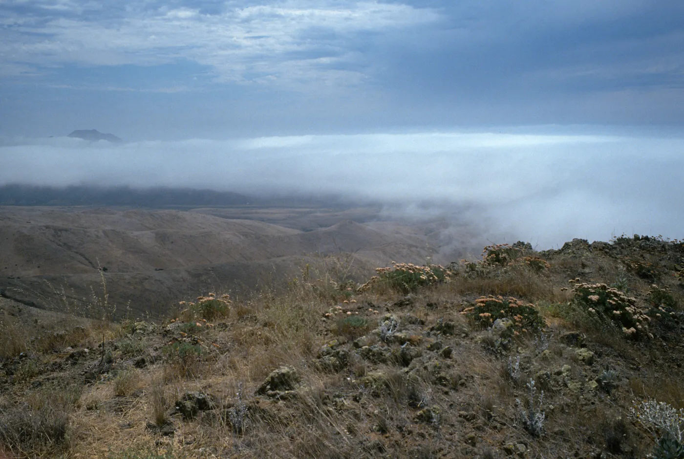 Eriogonum arborescens, from landing to Δ“John”, fog in Christy Valley, Santa Cruz Island