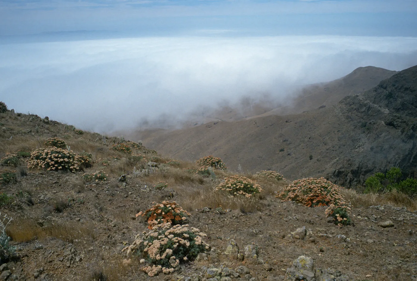 Eriogonum arborescens, from landing to Δ“John”, fog in Christy Valley, Santa Cruz Island