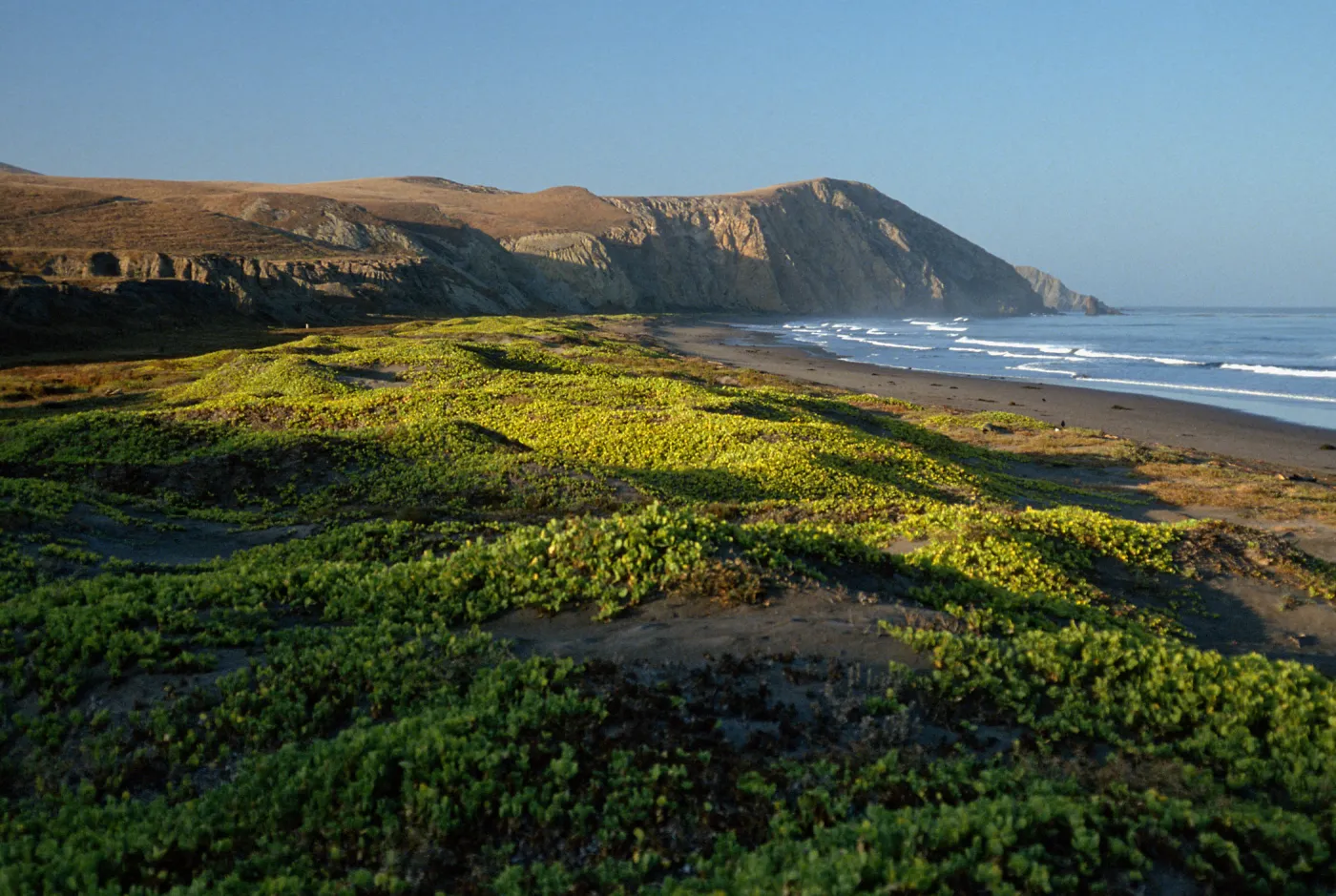early morning, Abronia maritima, Christy Beach, Santa Cruz Island