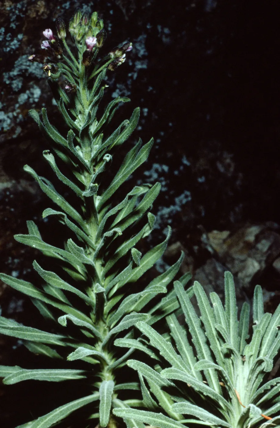 Arabis hoffmannii, Duplicate, Santa Cruz Island