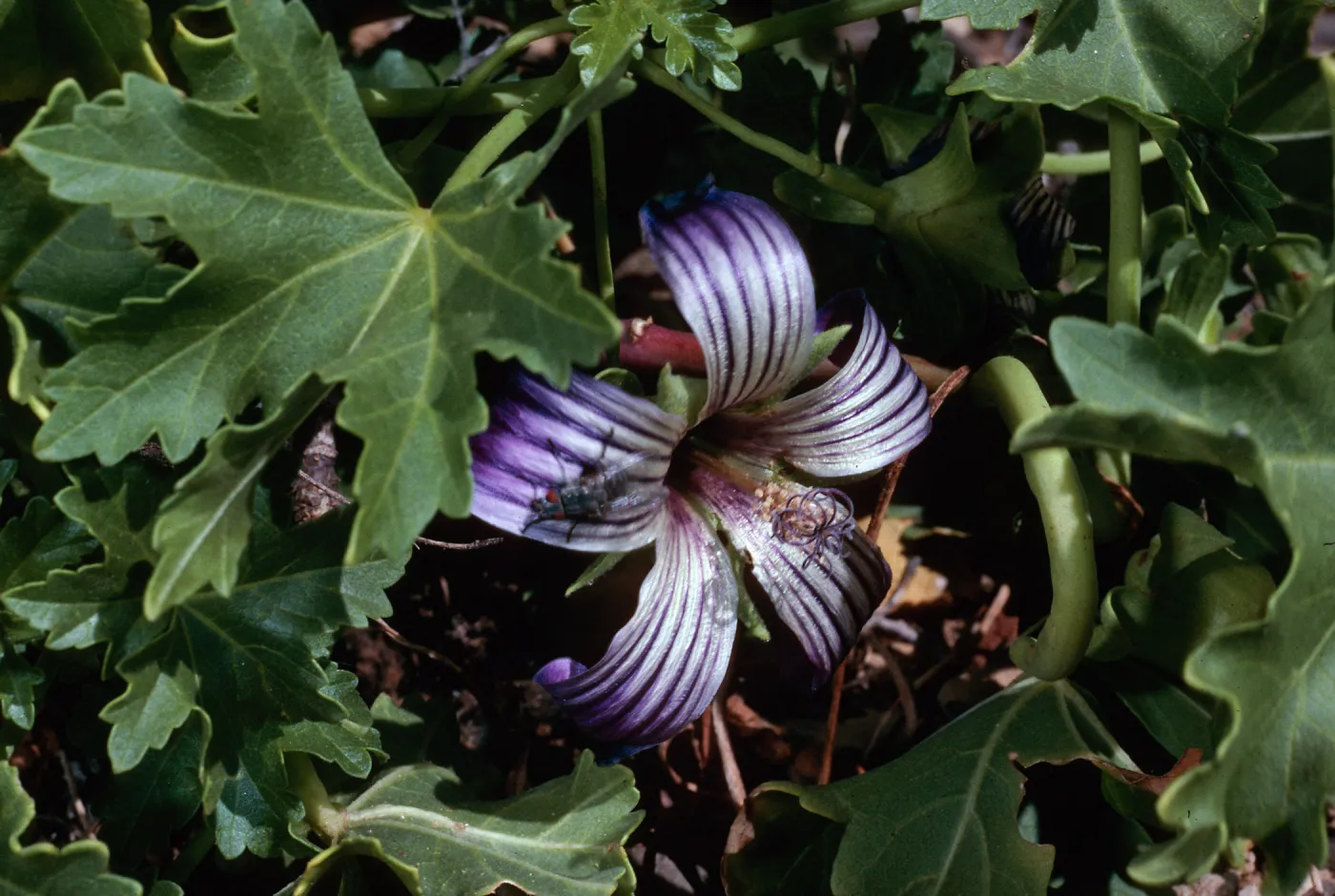 Lavatera venosa, North side canyon, West San Benito Island