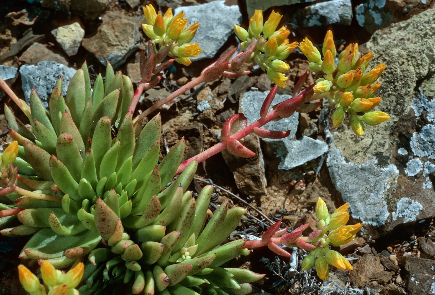 Dudleya linearis, Northwest side, near lighthouse, West San Benito Island