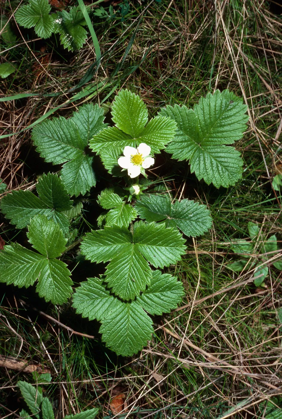 Fragaria vesca, Jualachichi Summit, Santa Barbara County