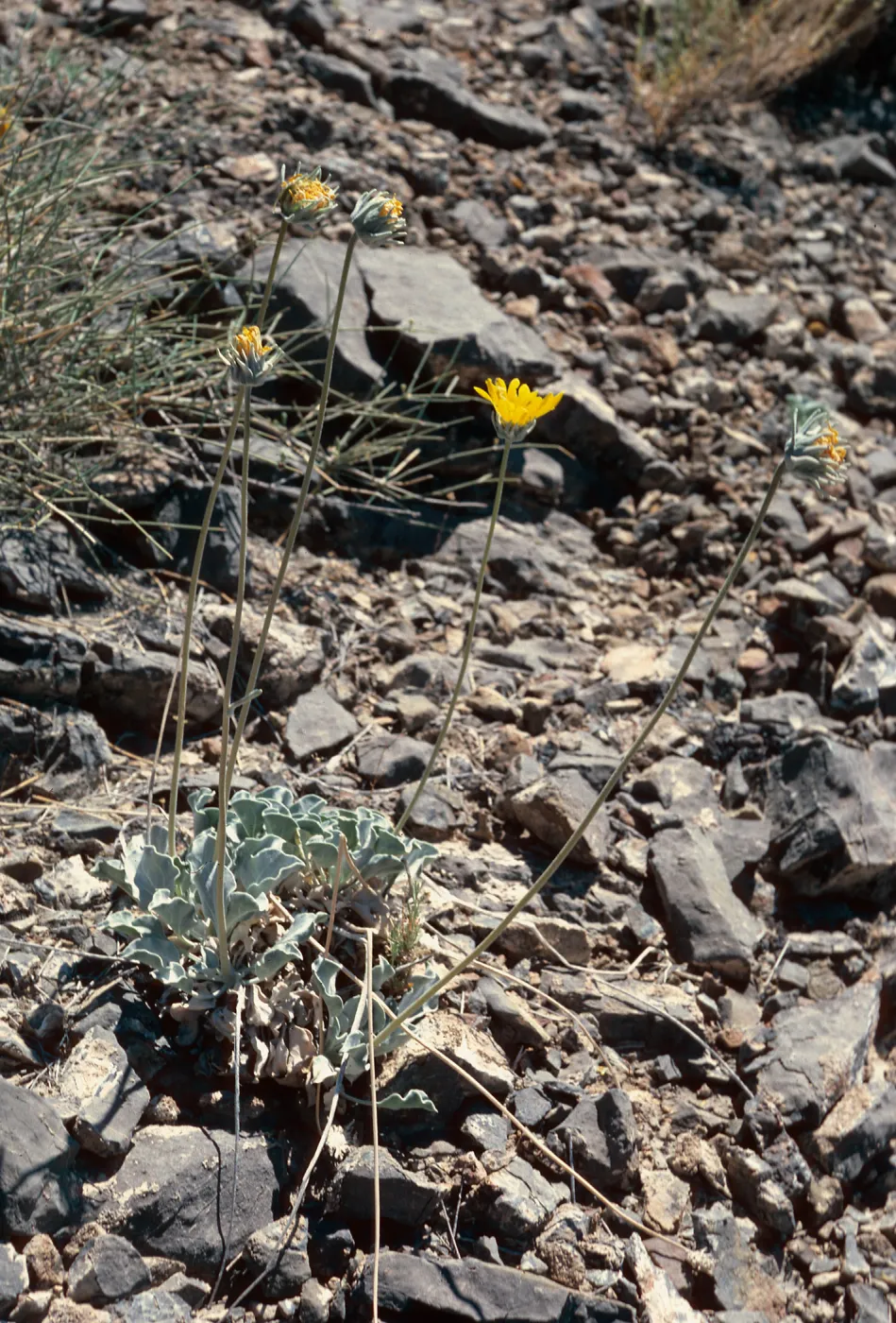 Enceliopsis nudicaulis, Eureka Valley Road, Death Valley