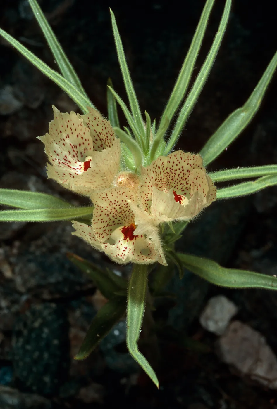 Mohavea confertiflora, Box Canyon, Riverside County