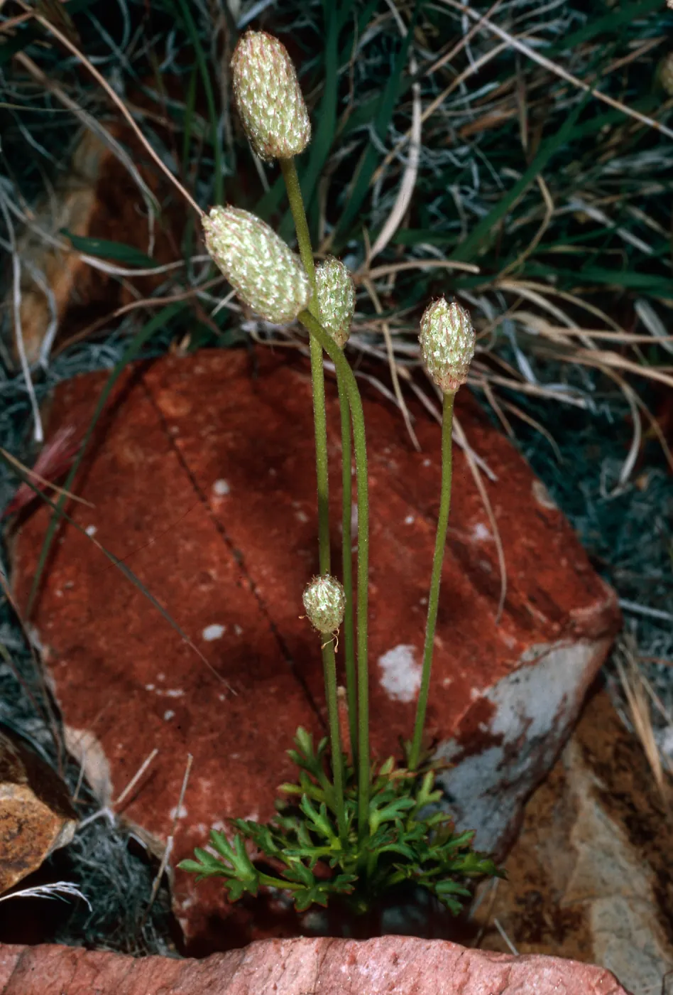 Anemone tuberosa, Keystone Canyon, New York Mountains, Mojave National Preserve