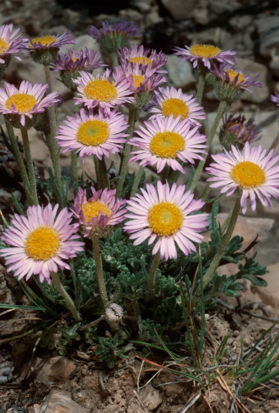 Erigeron clokeyi, Patriarch Grove, White Mountains, upper Owens Valley, Sierra Nevada