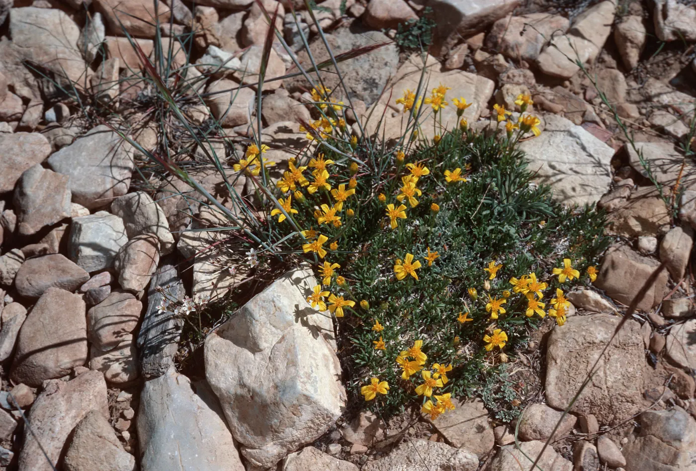 Haplopappus acaulis, Schulman Grove, White Mountains