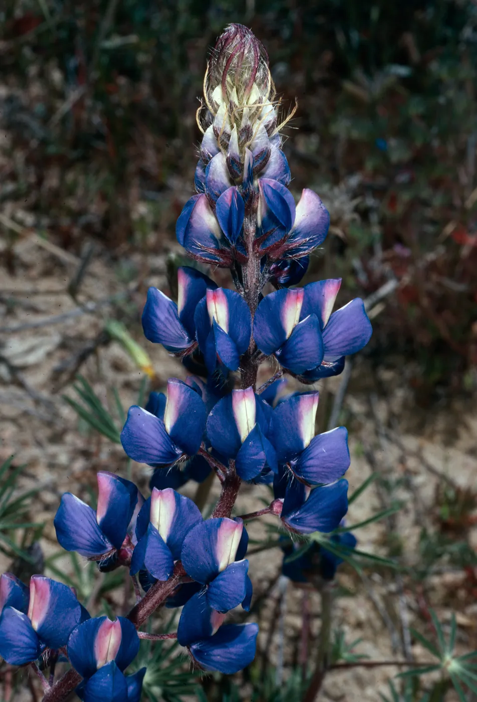 Lupinus benthamii, Gorman Hills, Los Angeles County