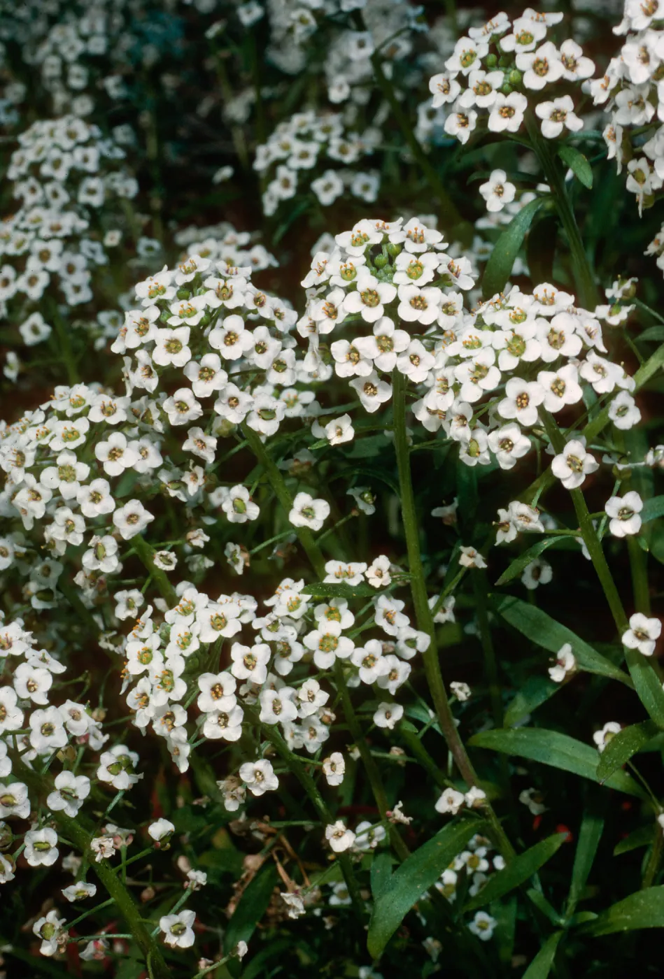 Lobularia maritima, Calle Poniente, Santa Barbara County