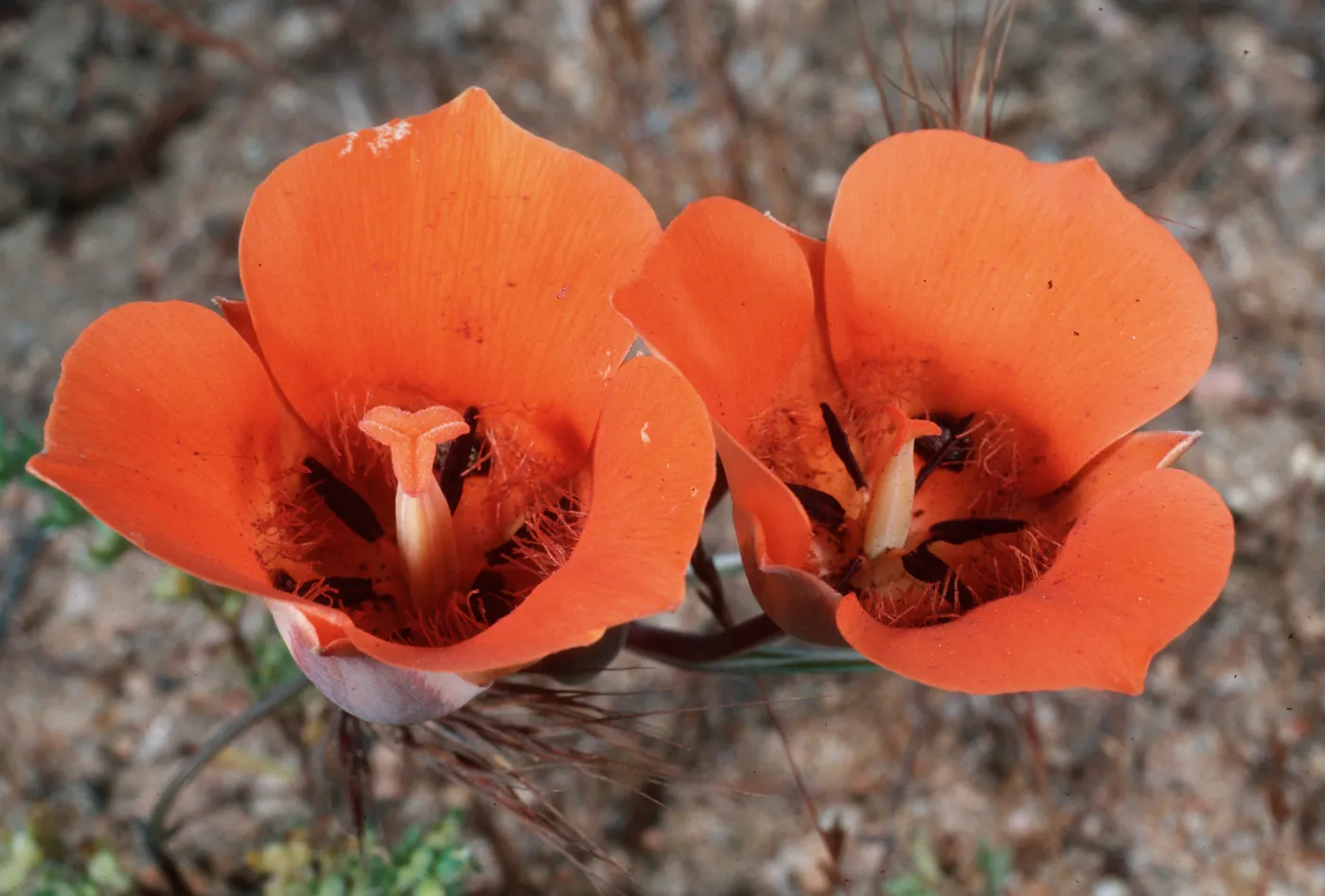 Calochortus kennedyi, Highway 18, East of Highway 138, San Bernardino County