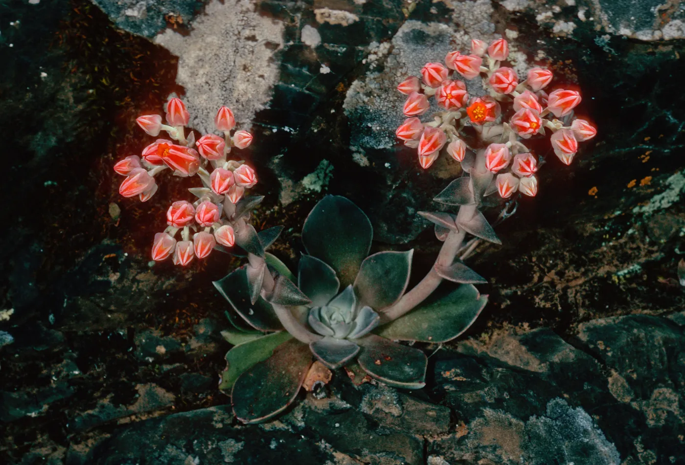 Dudleya cymosa subspecies minor, Rose Valley Falls, Los Padres National Forest, Ventura County