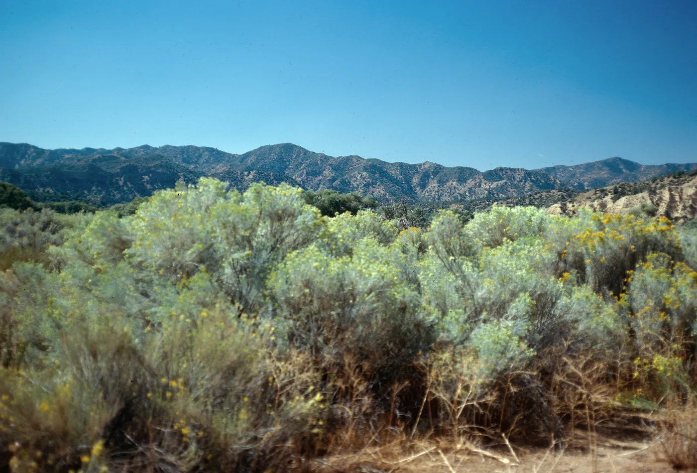 Chrysothamnus nauseosus, Lockwood Valley, Northeastern Ventura county