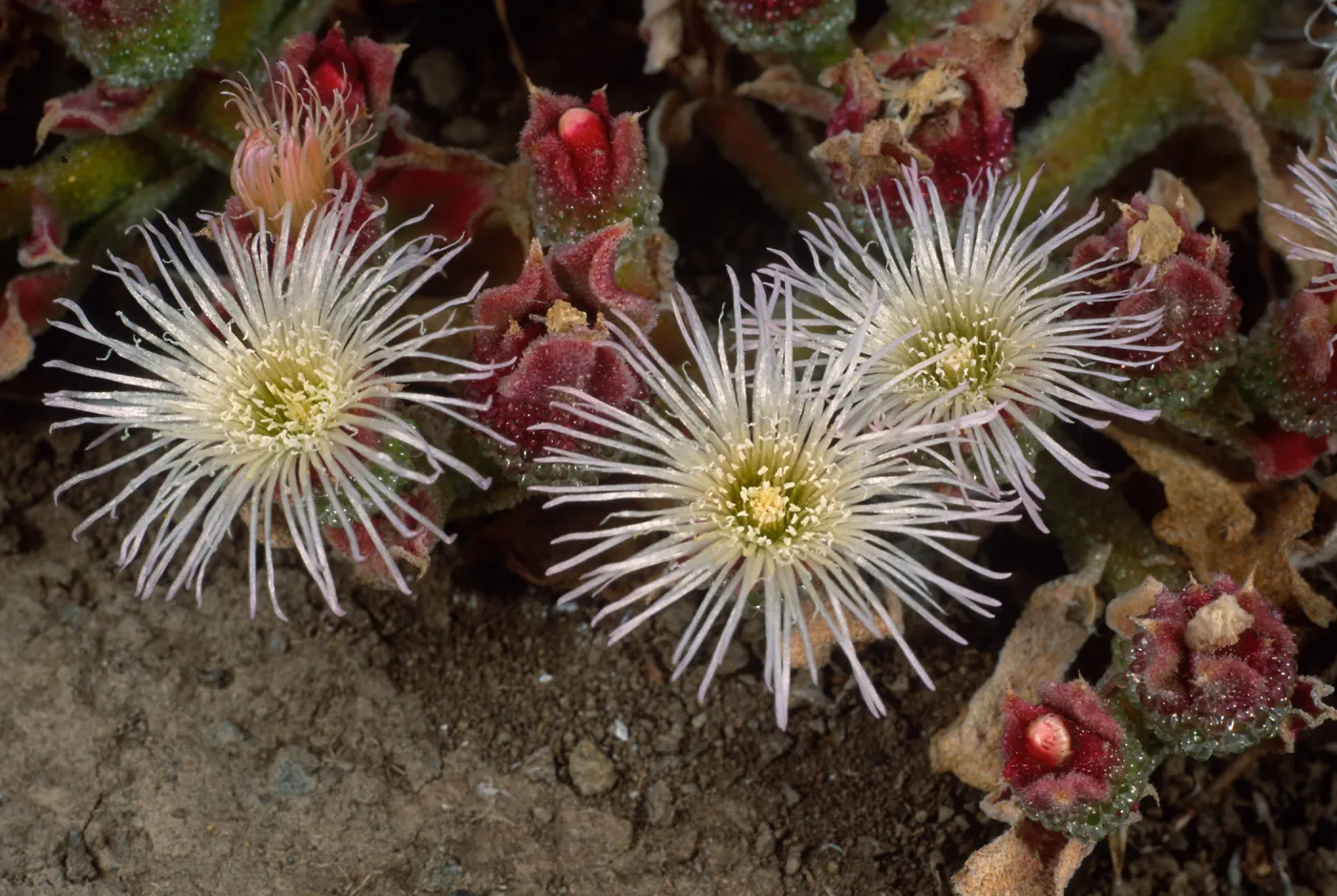 Mesembryanthemum crystallinum, head of North fork of Graveyard Canyon, Santa Barbara Island