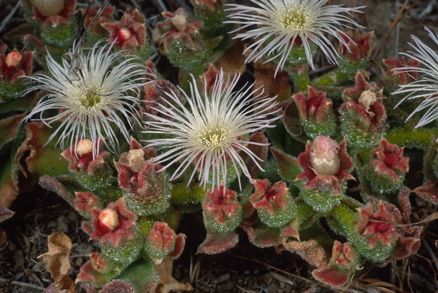 Mesembryanthemum crystallinum, head of North fork of Graveyard Canyon, Santa Barbara Island