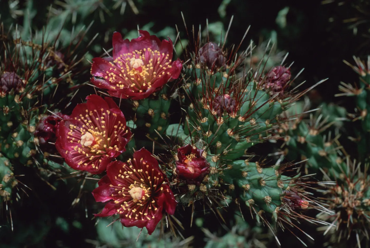 Opuntia prolifera