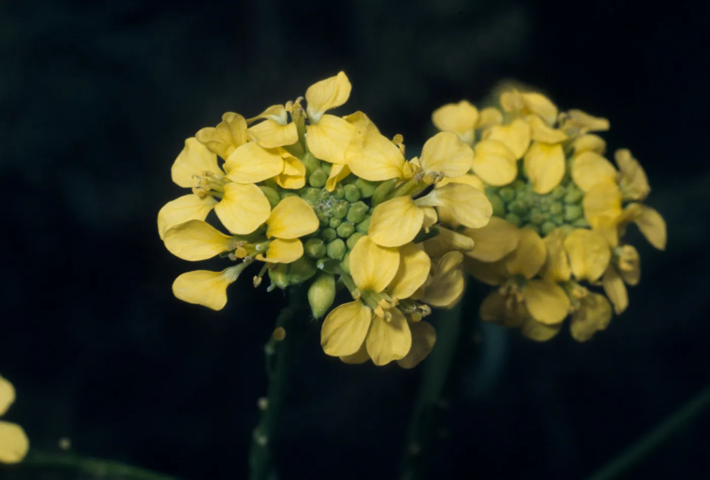 Brassica nigra, Point Lobos, Carmel, Monterey County