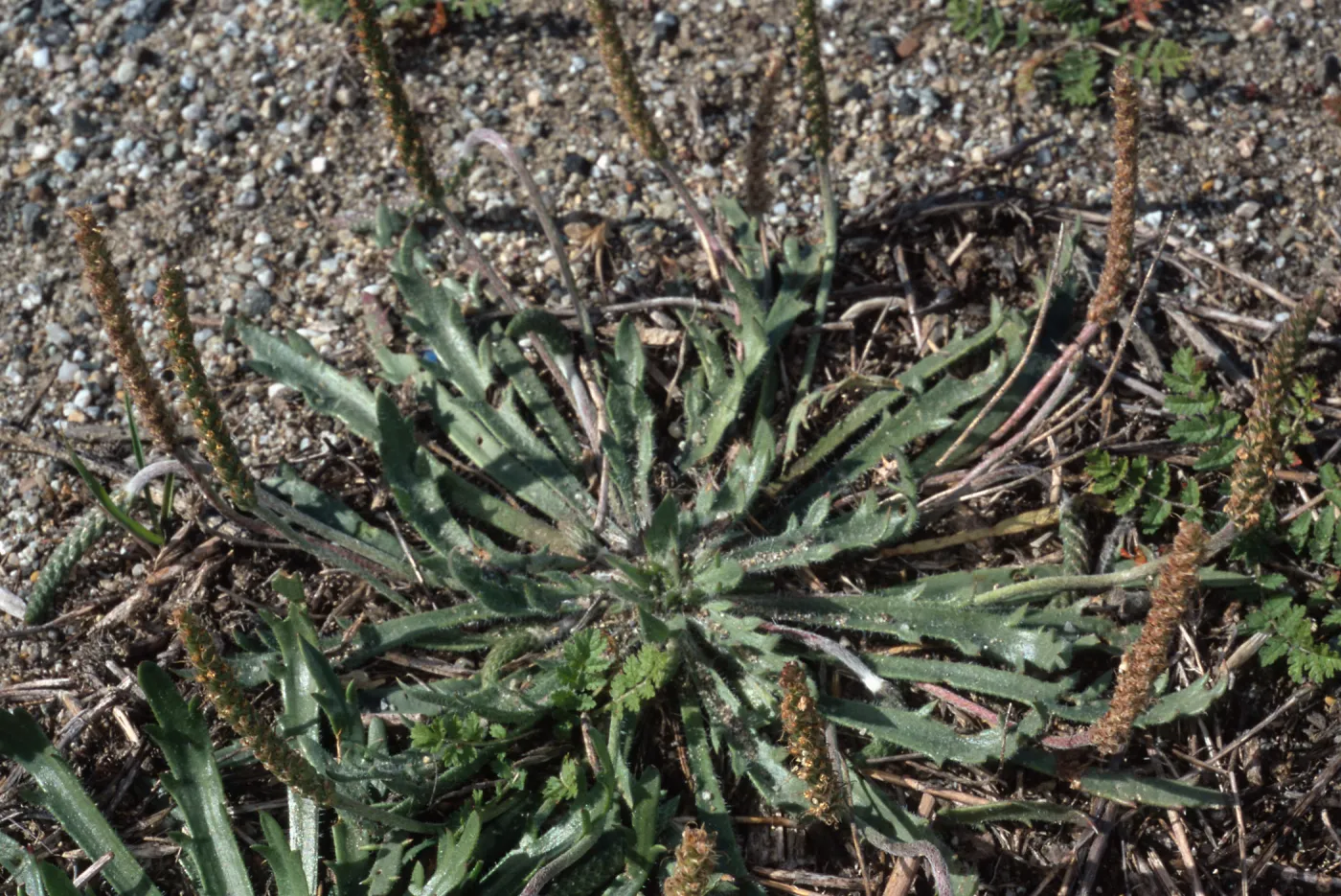 Plantago coronopus 