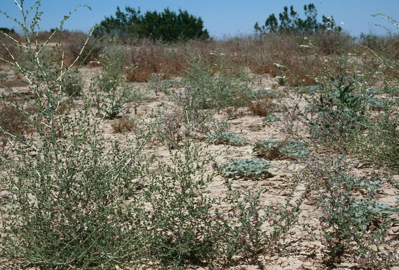 Antirrhinum ovatum, Caliente Ridge