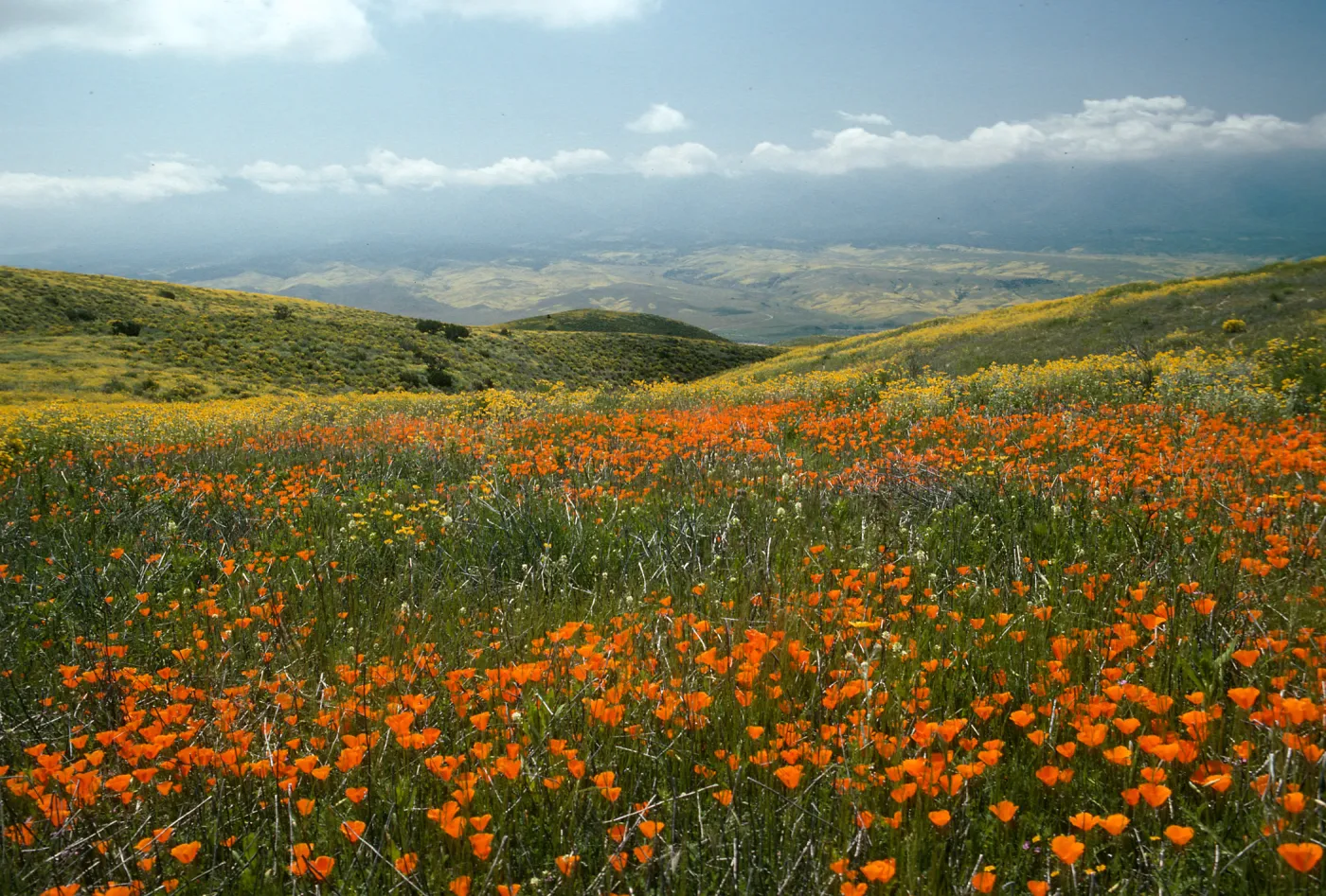 Wildflowers, Caliente Mountains