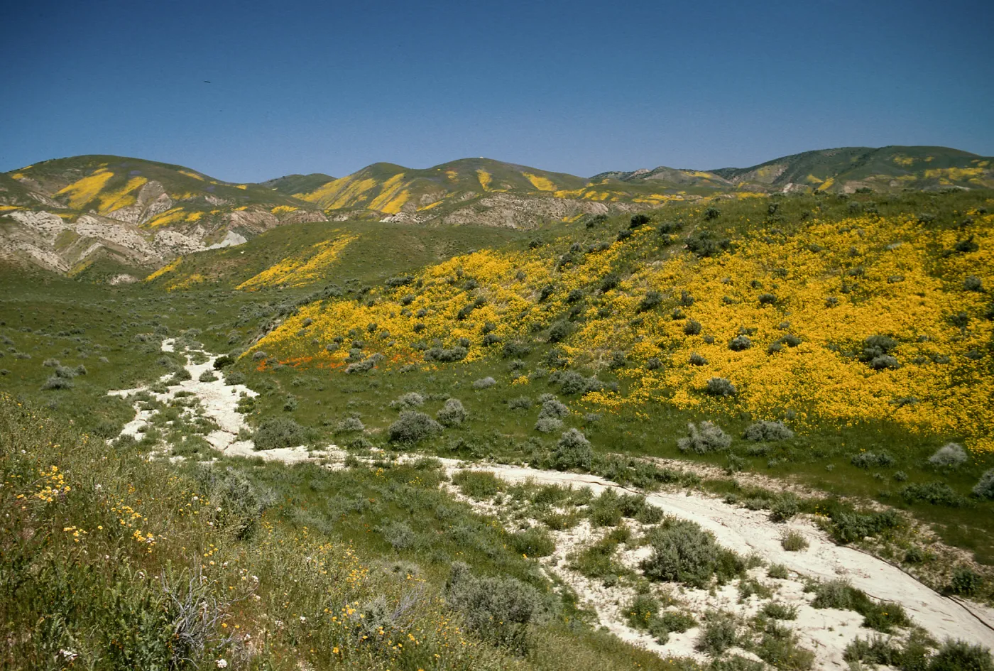 Wildflowers, Temblor Mountains