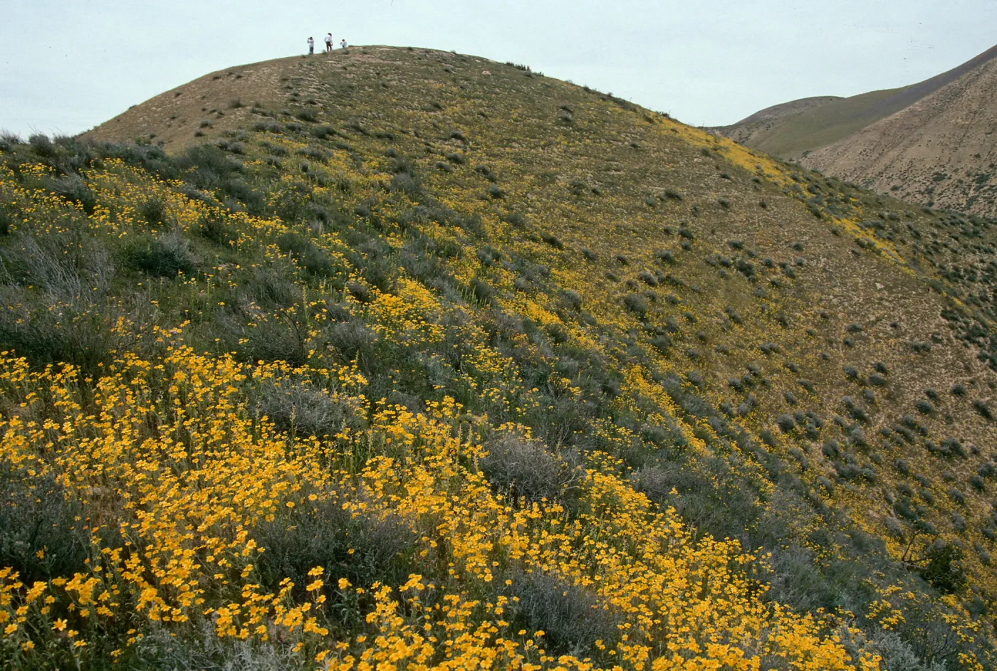 Wildflowers, Temblor Range